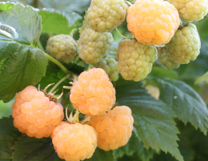 Zmeură galbenă „Sugana Gelb” – remontantă