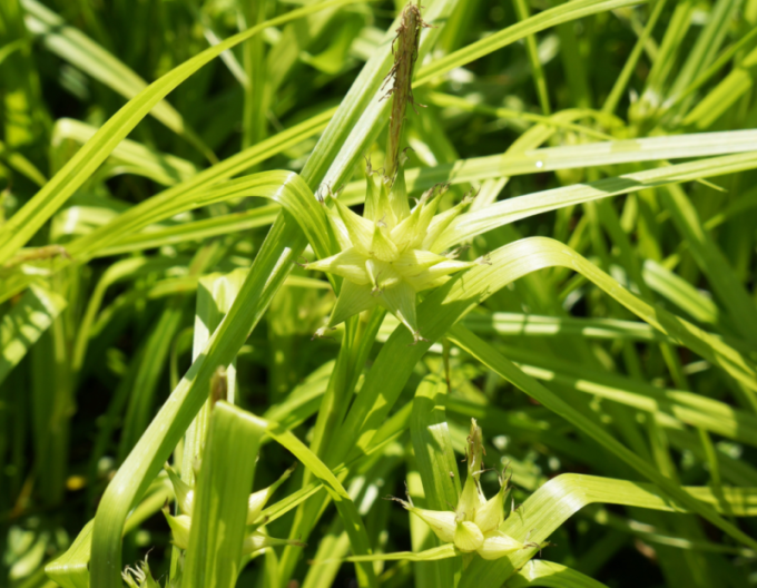 Carex grayi