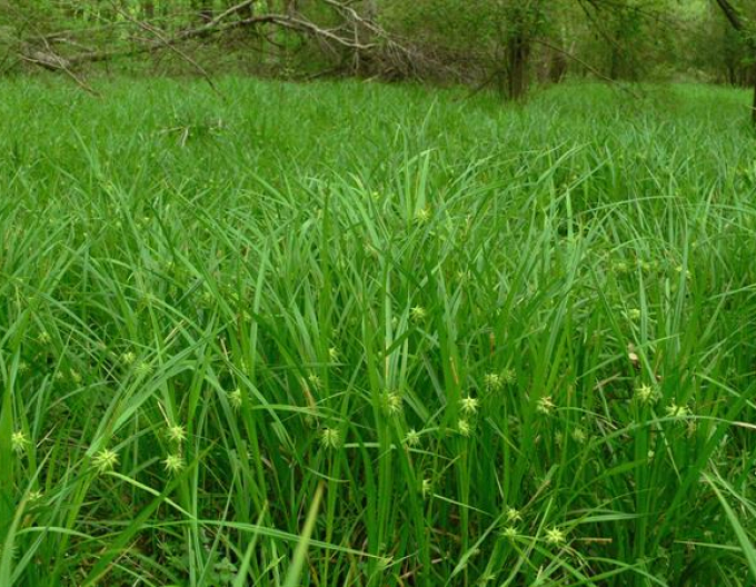 Carex grayi