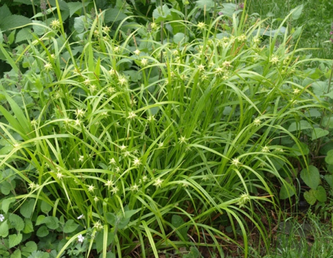 Carex grayi