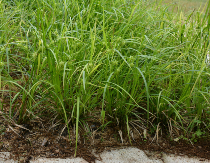 Carex grayi