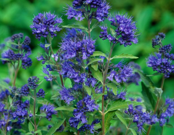 Caryopteris × clandonensis Kew Blue