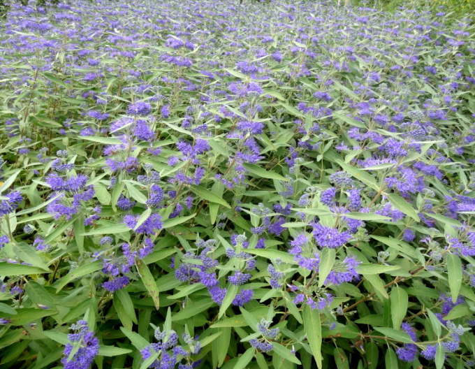Caryopteris × clandonensis Kew Blue
