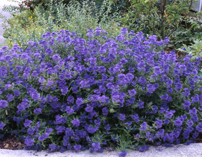Caryopteris × clandonensis Kew Blue
