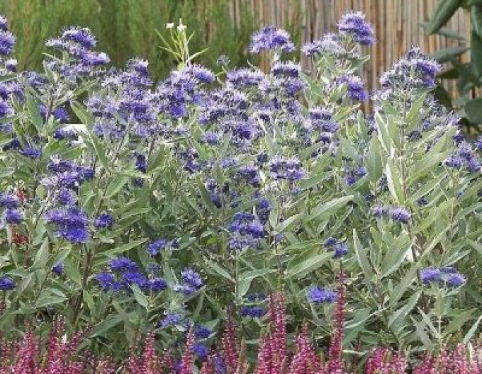 Caryopteris × clandonensis Kew Blue