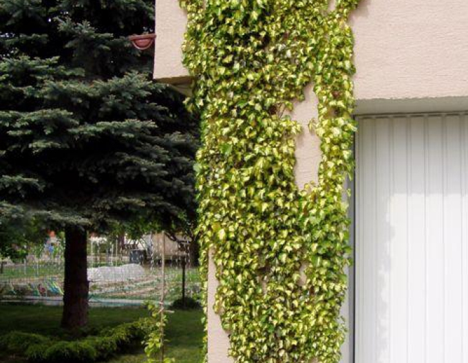 Iedera cățărătoare ´Goldheart´