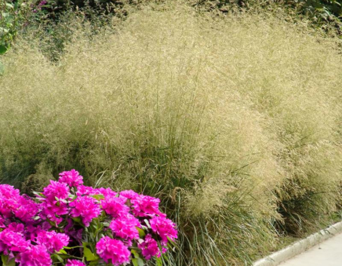 Deschampsia  ´Bronzeschleier´