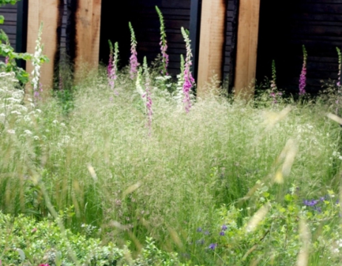 Deschampsia  ´Bronzeschleier´