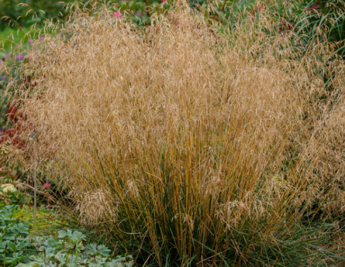 Deschampsia  ´Bronzeschleier´