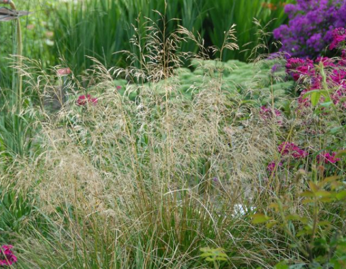 Deschampsia  ´Bronzeschleier´