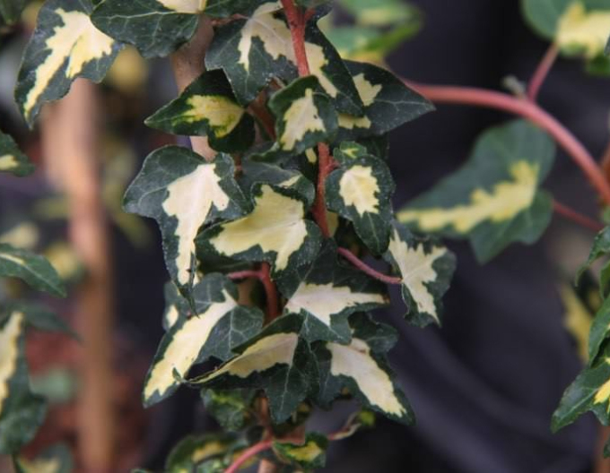 Iedera cățărătoare ´Goldheart´