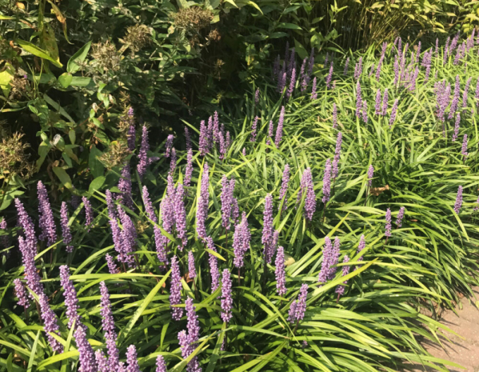 Liriopa big-blue ´Moneymaker´