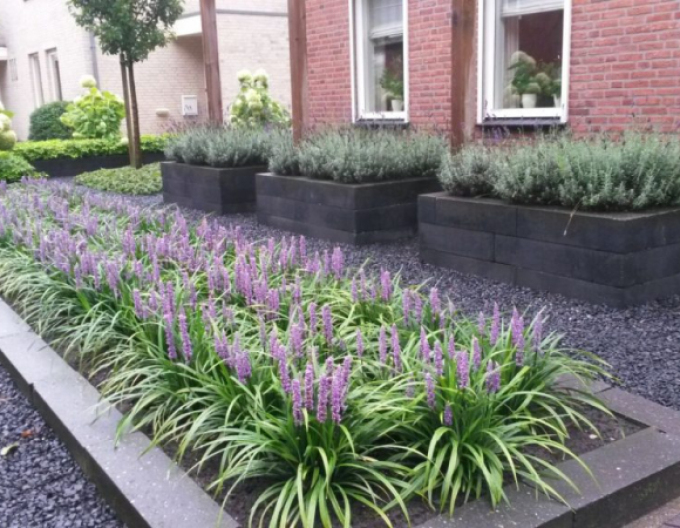 Liriopa big-blue ´Moneymaker´