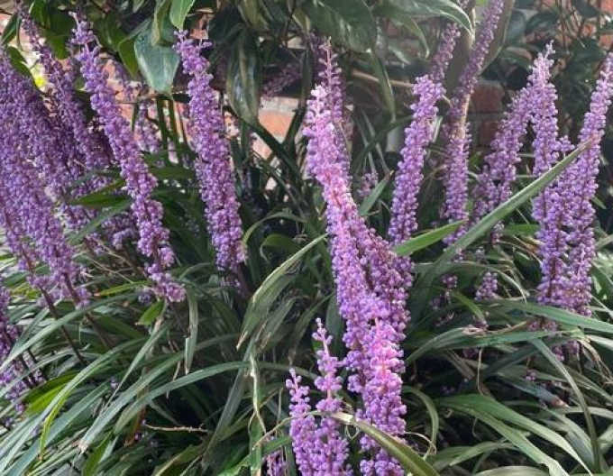 Liriopa big-blue ´Moneymaker´