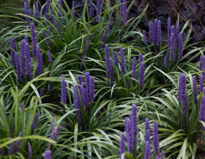 Liriopa big-blue ´Moneymaker´