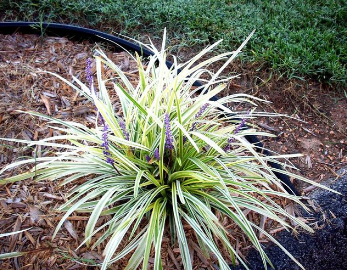 Liriopa bluestem ´Silver Dragon´