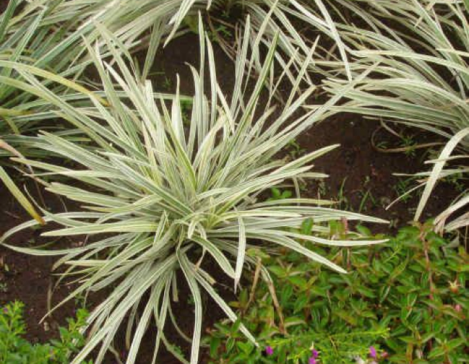 Liriopa bluestem ´Silver Dragon´