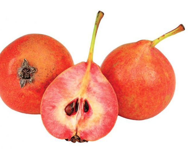 Pere "Krvavnička" vară, sub. Dula, mână liberă.