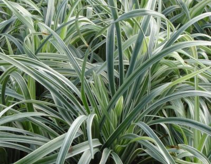 Liriopa bluestem ´Silver Dragon´