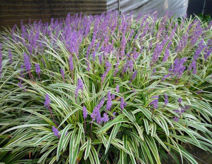 Liriopa bluestem ´Silver Dragon´