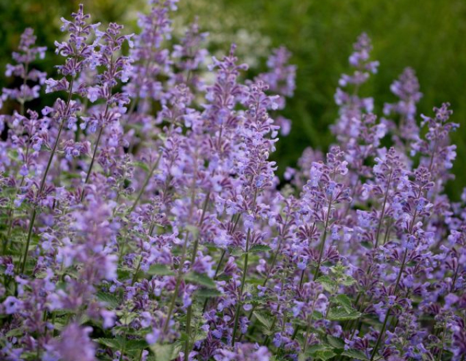 Menta pisicii ´Six Hills Giant´