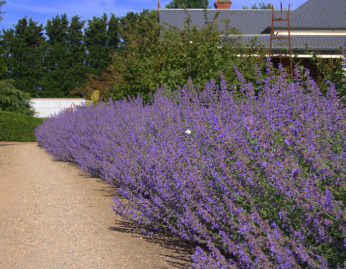 Menta pisicii ´Six Hills Giant´
