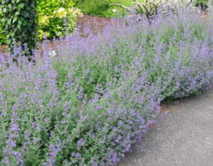 Menta pisicii ´Six Hills Giant´