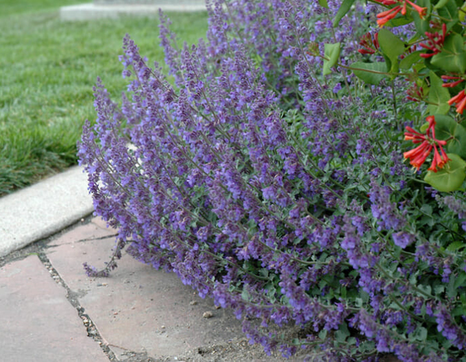 Menta pisicii ´Six Hills Giant´