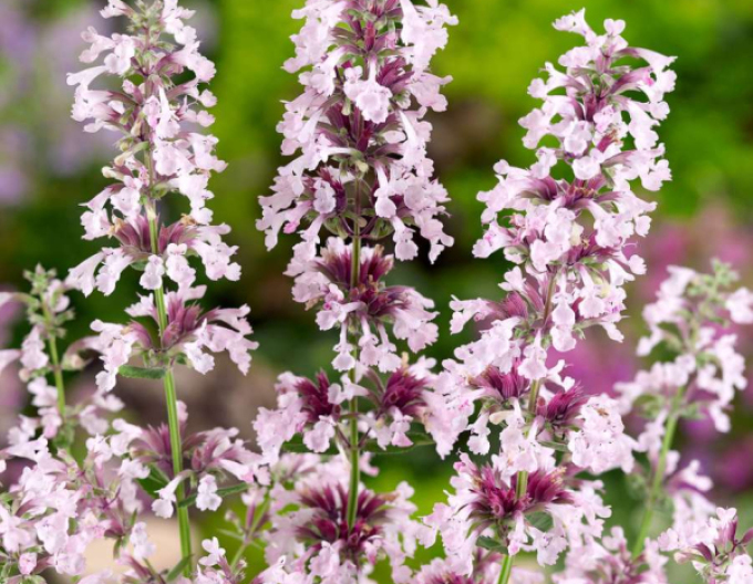 Menta pisicii ´Dawn to Dusk´