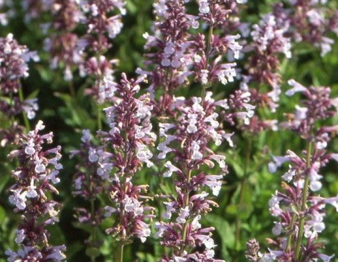 Menta pisicii ´Dawn to Dusk´