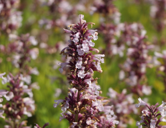 Menta pisicii ´Dawn to Dusk´
