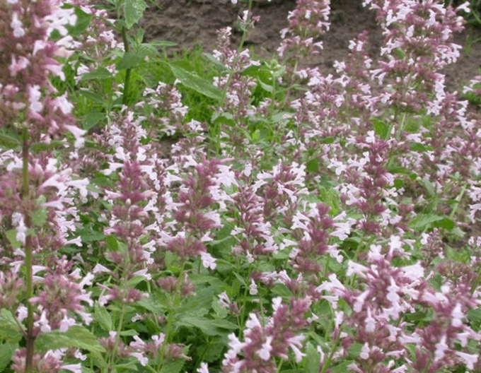 Menta pisicii ´Dawn to Dusk´