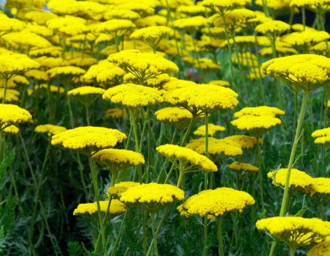 Coada șoricelului galbenă ´Skysail Yellow´