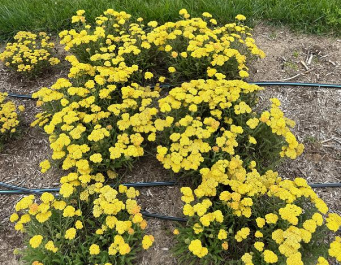 Coada șoricelului galbenă ´Skysail Yellow´