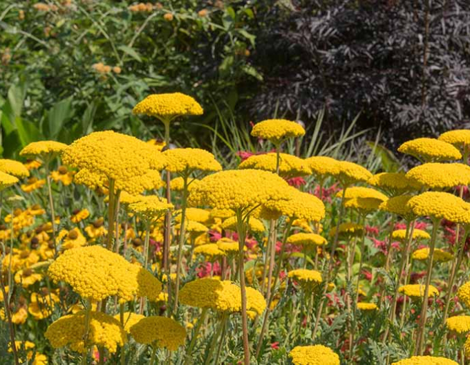 Coada șoricelului galbenă ´Skysail Yellow´