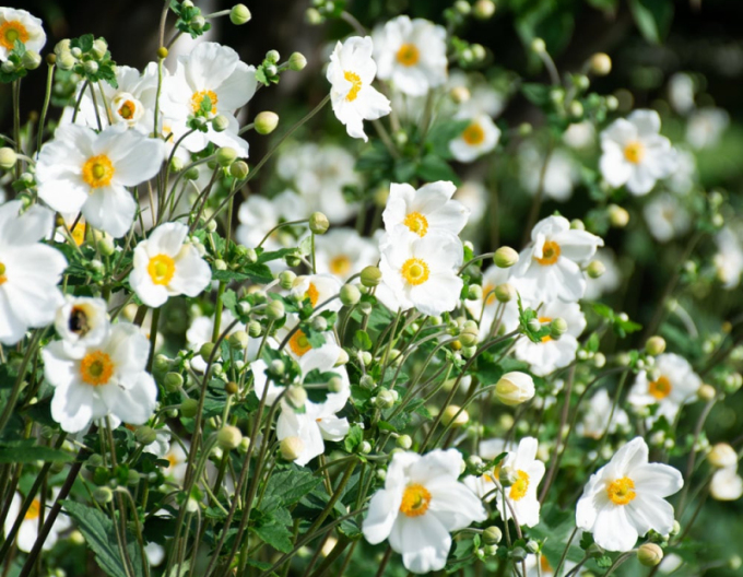 Anemonă japoneză hibridă ´Honorine Jobert´