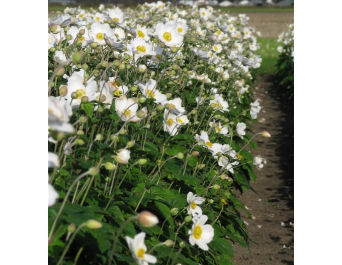 Anemonă japoneză hibridă ´Honorine Jobert´