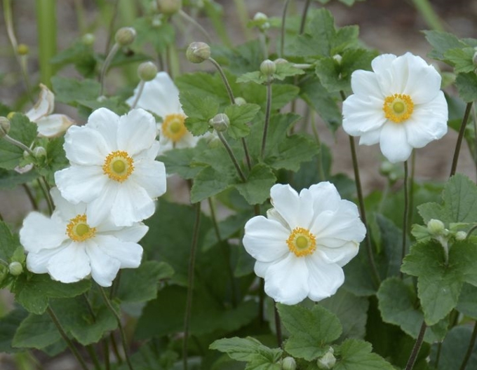 Anemonă japoneză hibridă ´Honorine Jobert´