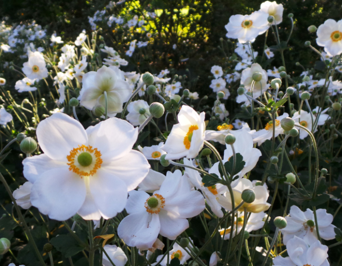 Anemonă japoneză hibridă ´Honorine Jobert´