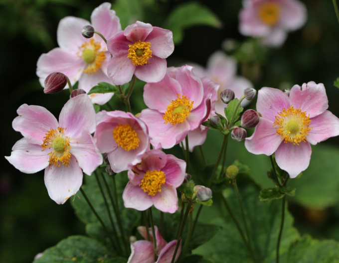 Anemonă  japoneză ´September Charm´