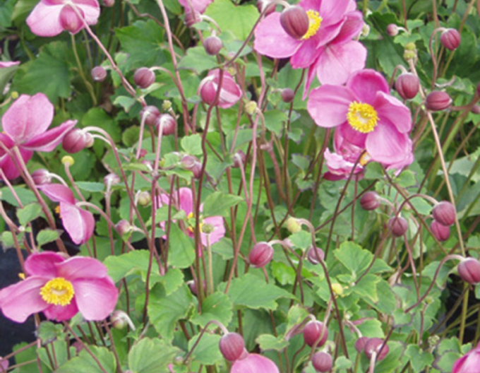 Anemonă  japoneză ´September Charm´