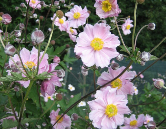 Anemonă  japoneză ´September Charm´