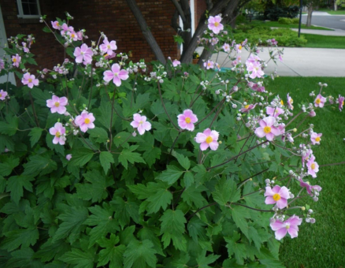 Anemonă  japoneză ´September Charm´