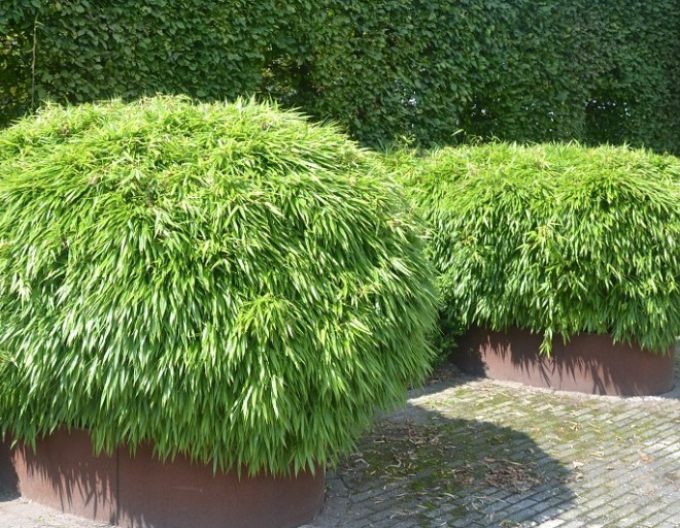 Bamboo ´Fargesia Rufa´