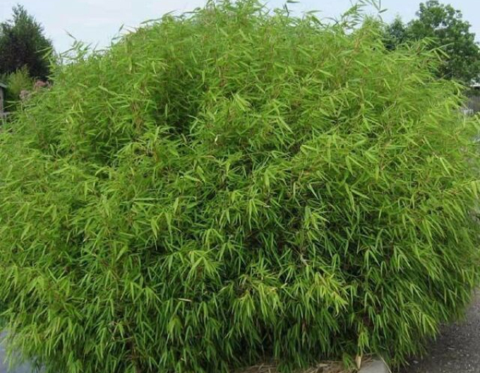 Bamboo ´Fargesia Rufa´