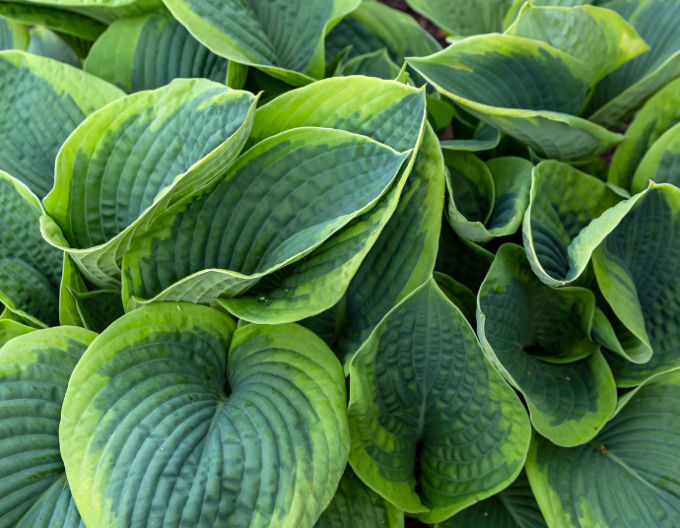 Crin de toamnă - Hosta Francess Williams