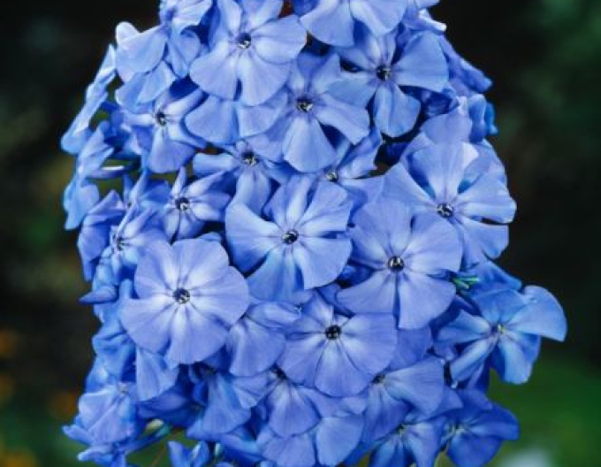 Phlox Blue Boy