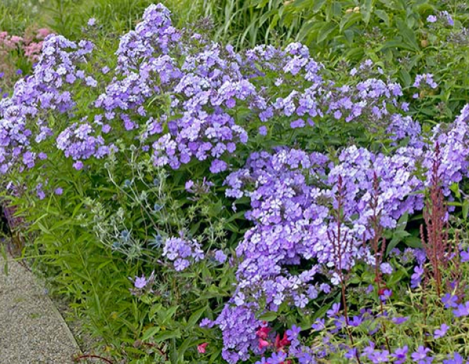 Phlox Blue Boy