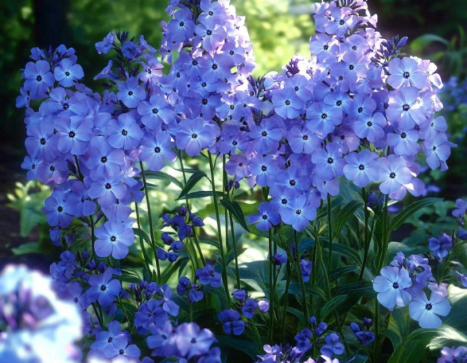 Phlox Blue Boy