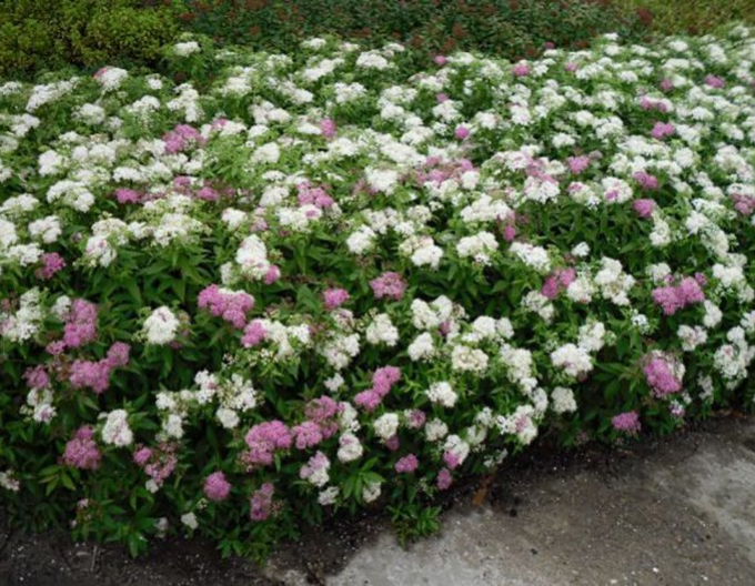 Spiraea  japoneză  Genpei